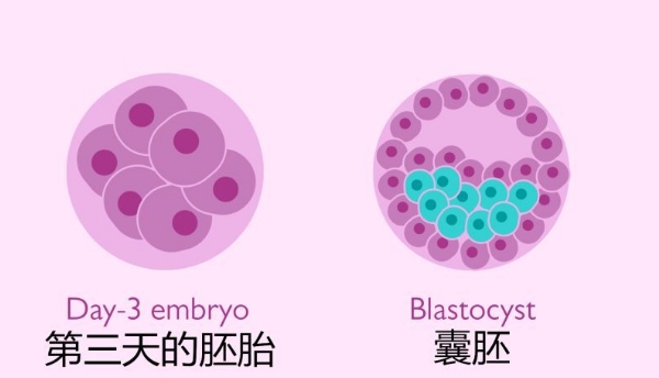 孕期宝宝