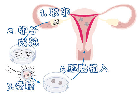 孕期婴儿成长图