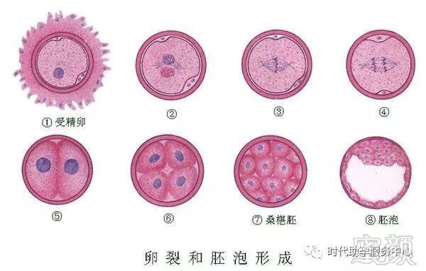 孕期子宫大小变化