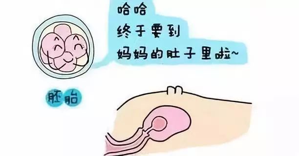 孕期生长发育图