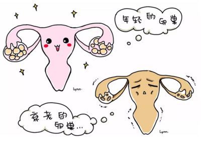 孕期胎儿大小