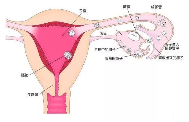 孕早期